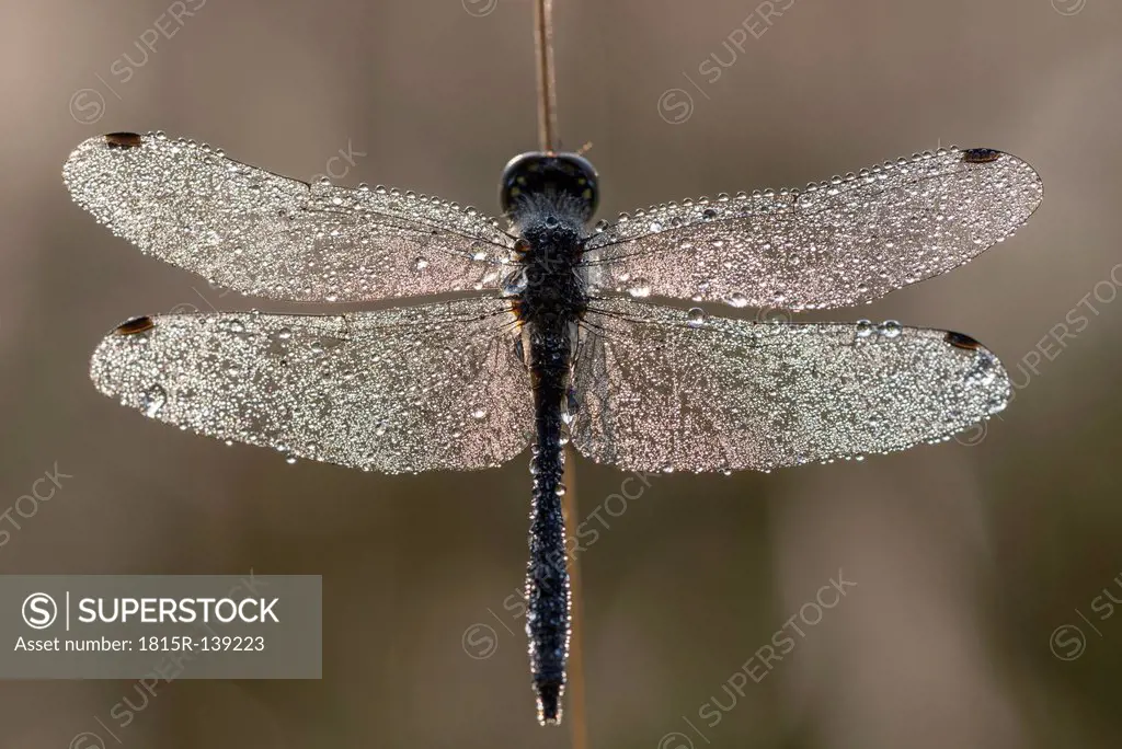 Denmark, Dragonfly, close up
