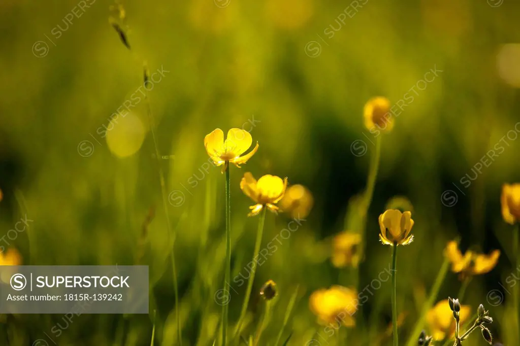 Germany, Buttercup flower, close up