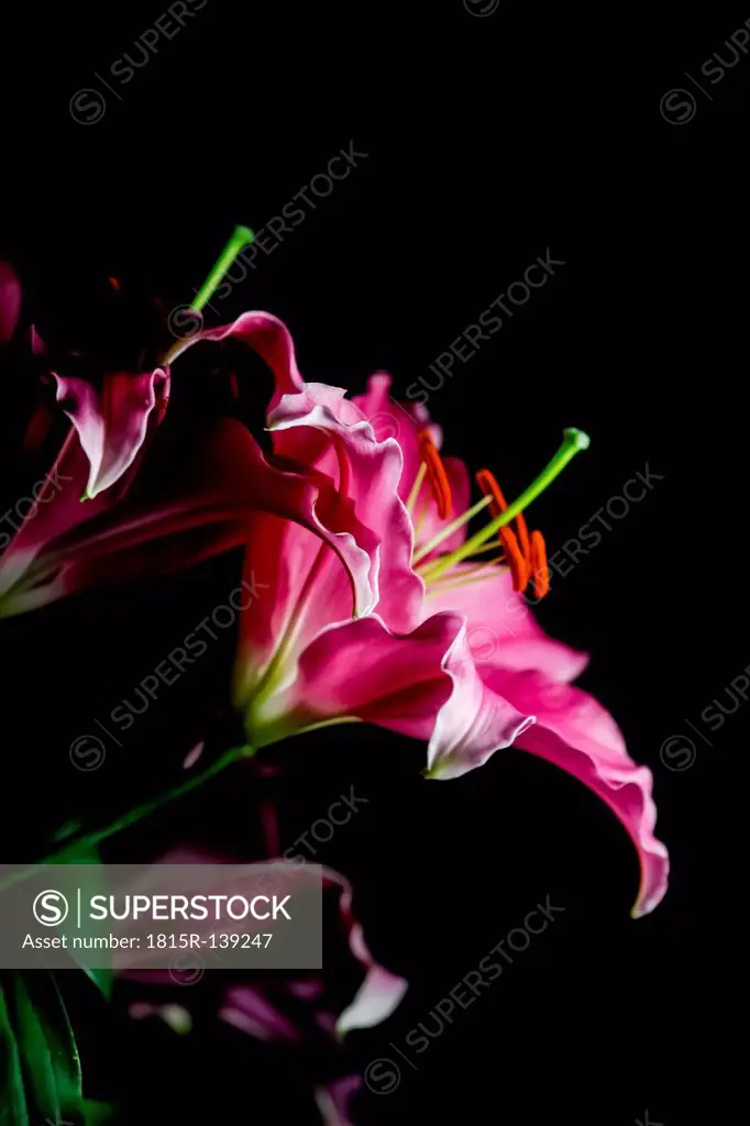 Lily flowers against black background, close up