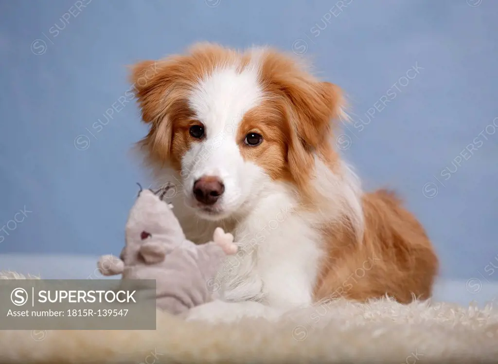 Border Collie dog sitting on carpet with soft toy, close up