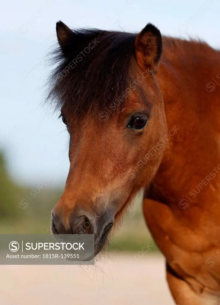 Germany, Baden Wuerttemberg, Shetland pony, close up