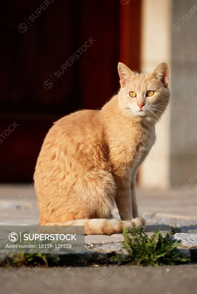 Germany, Baden Wuerttemberg, Satteldorf, Cat sitting on road, close up