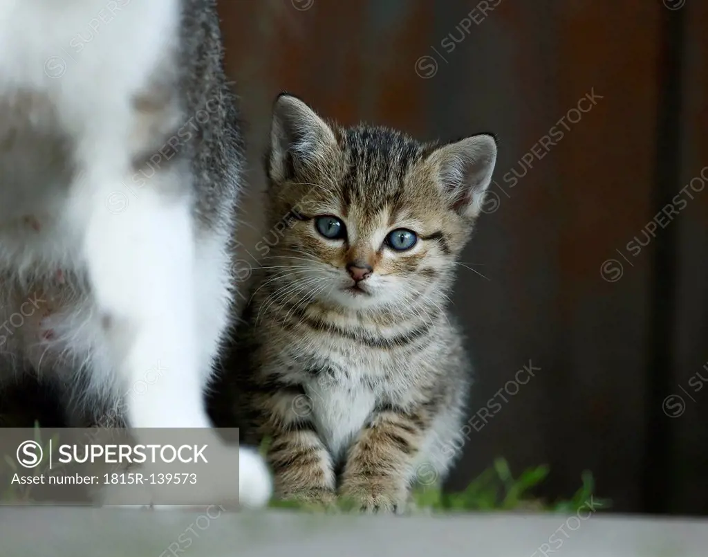 Germany, Baden Wuerttemberg, Kittens sitting in front of door