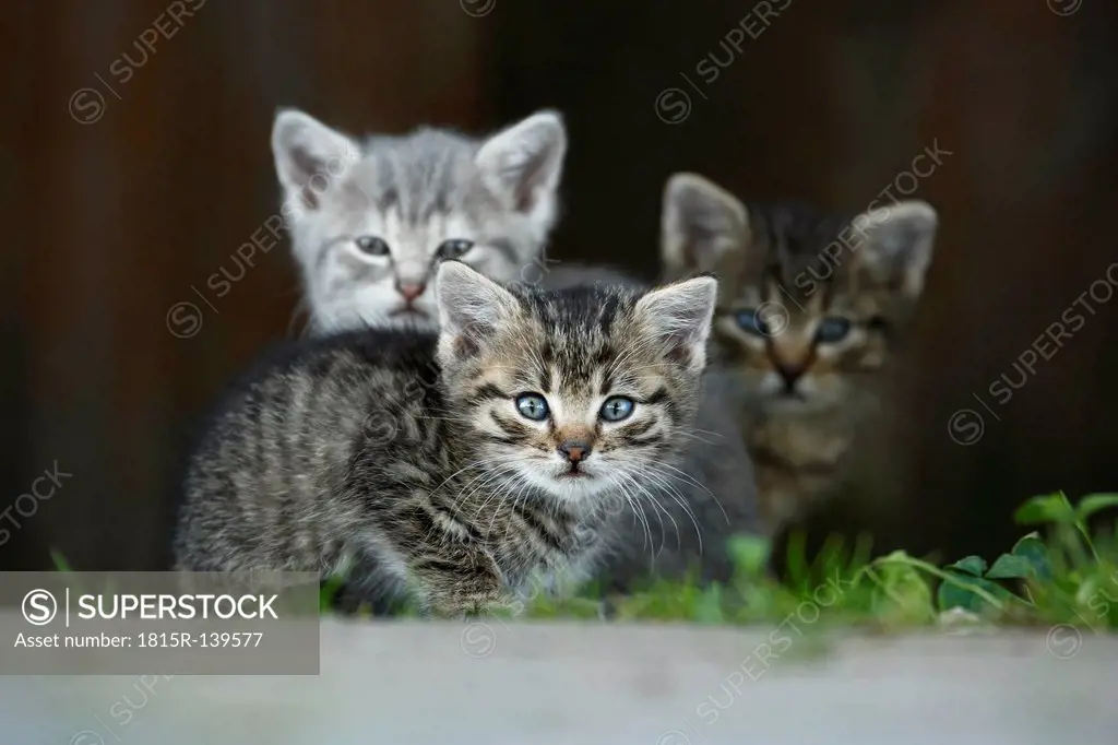 Germany, Baden Wuerttemberg, Kittens sitting in front of door