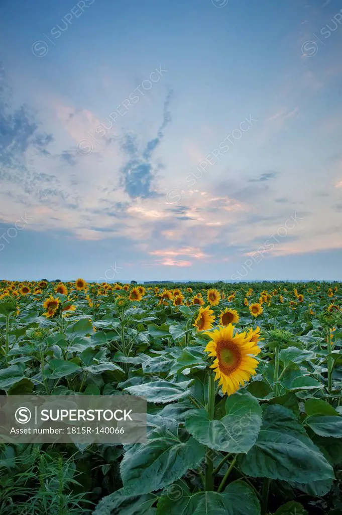 Austria, Burgenland, View of sunflower field