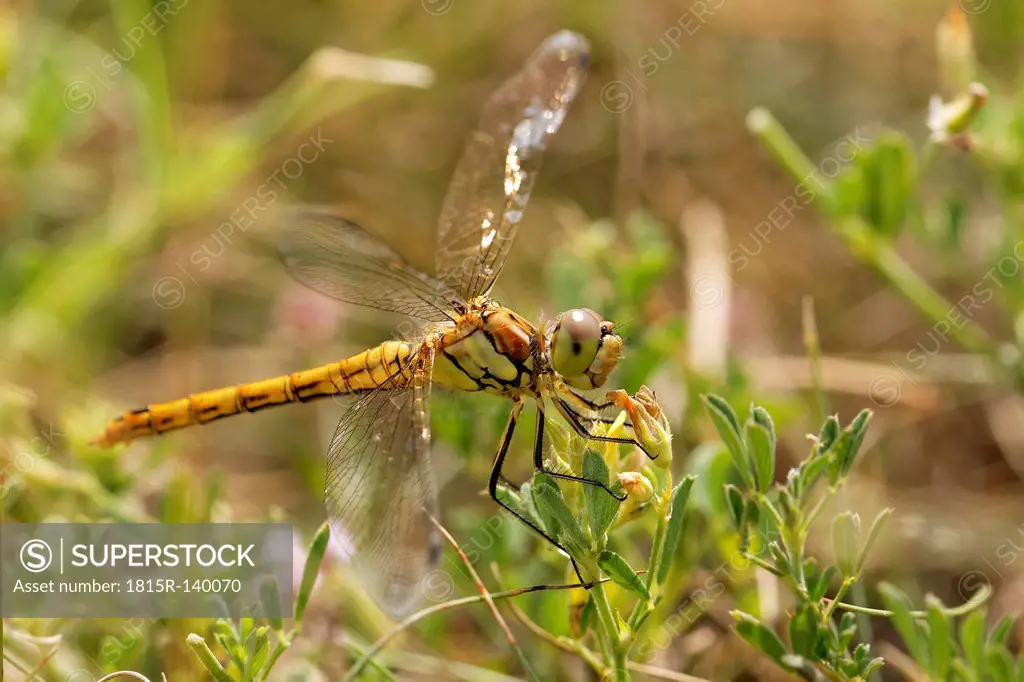 Large Darter dragonfly , close up