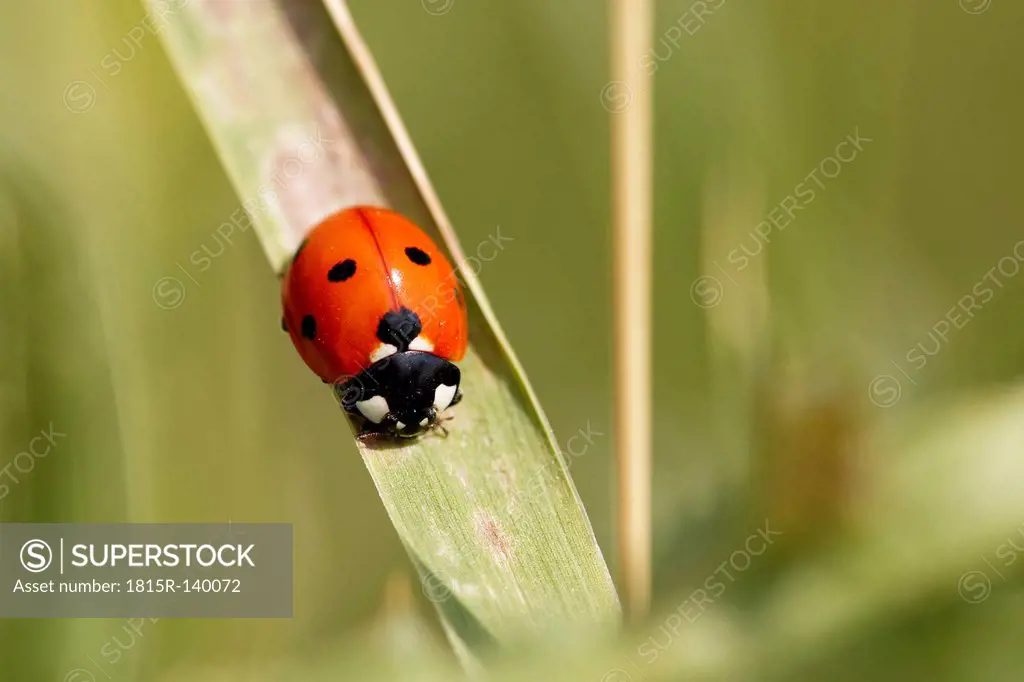 Austria, Seven Spotted Ladybird in Nationalpark Neusiedler See Seewinkel, close up