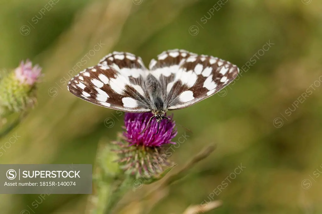 Austria, Marbled White on Spear Thistle flower, close up