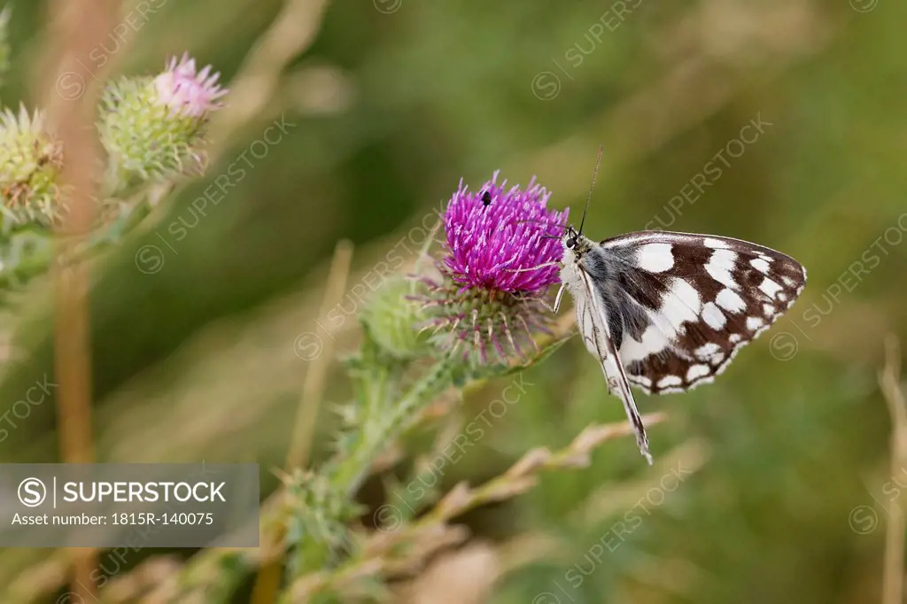 Austria, Marbled White on Spear Thistle flower, close up