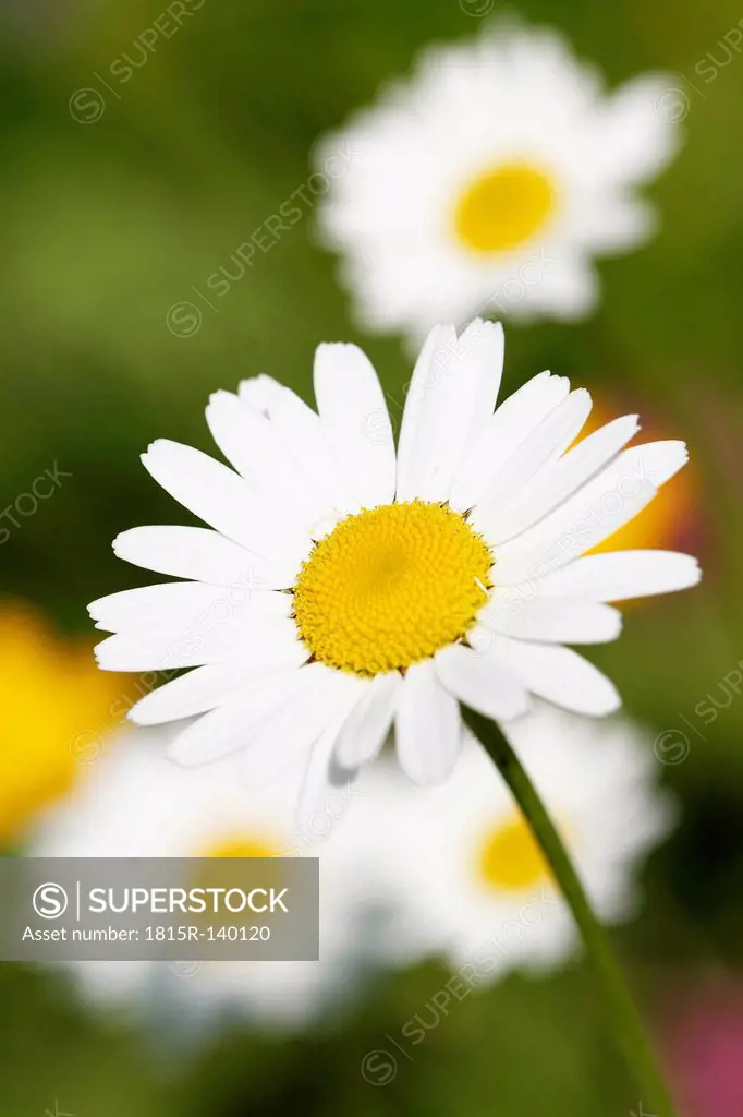 Austria, Meadow Daisy flowers, close up