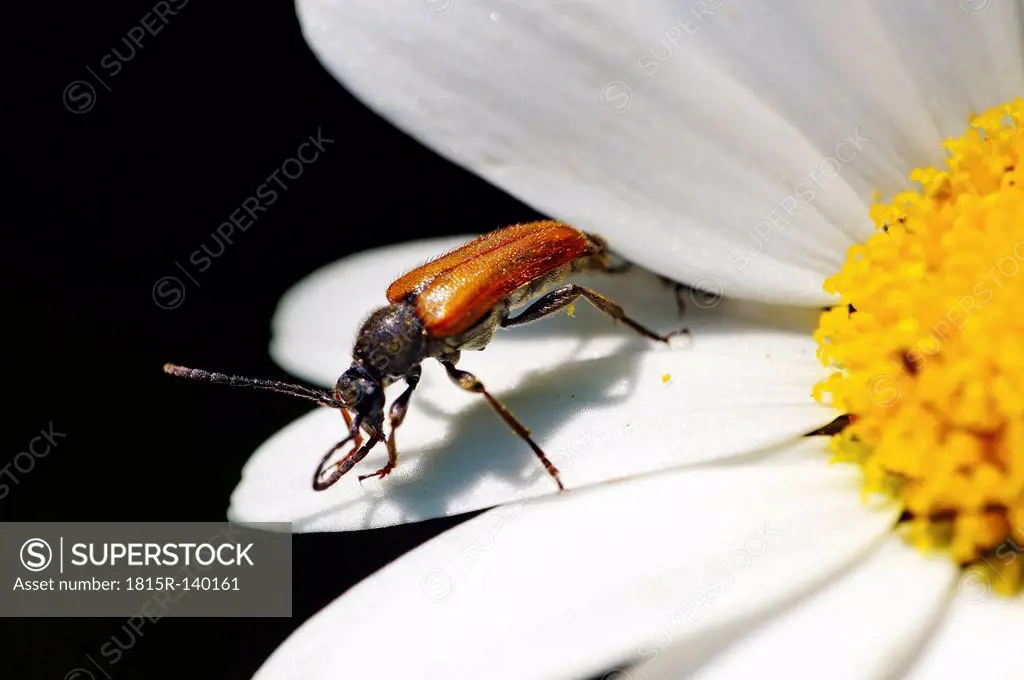 Germany, Minden, Fairy-ring Longhorn Beetle on flower