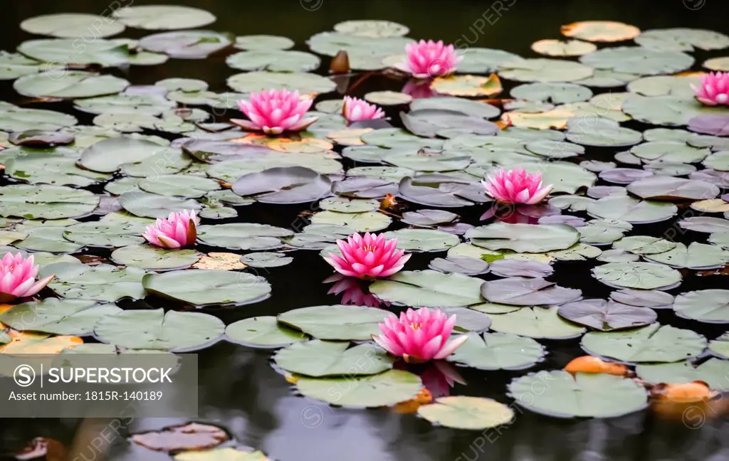 Germany, Saxony, Water lilies in pond