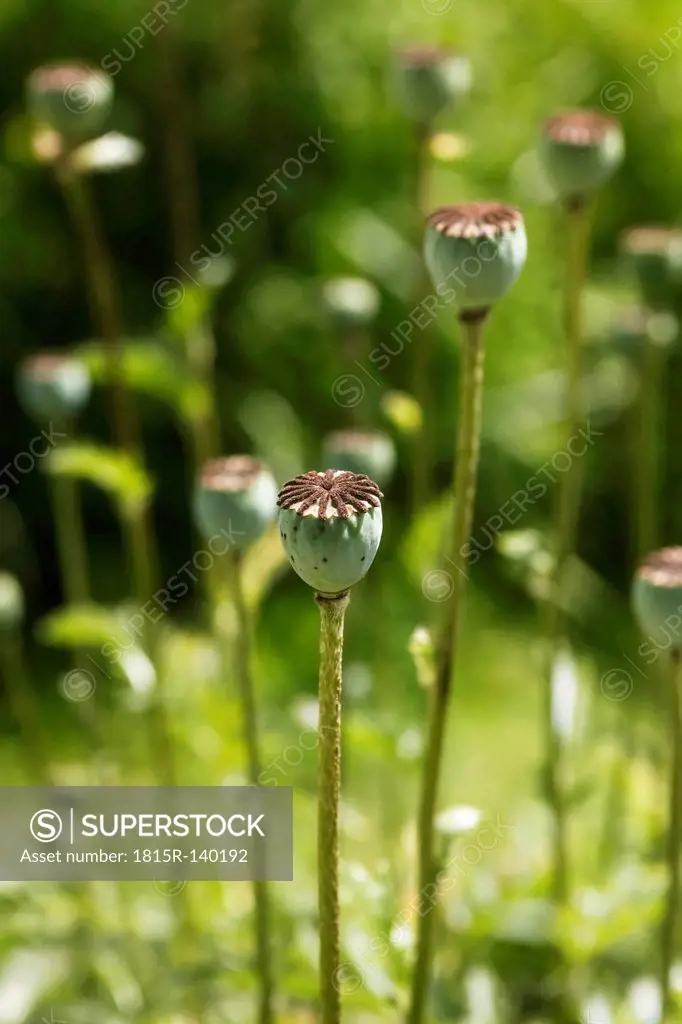 Germany, Saxony, Poppy seed , close up