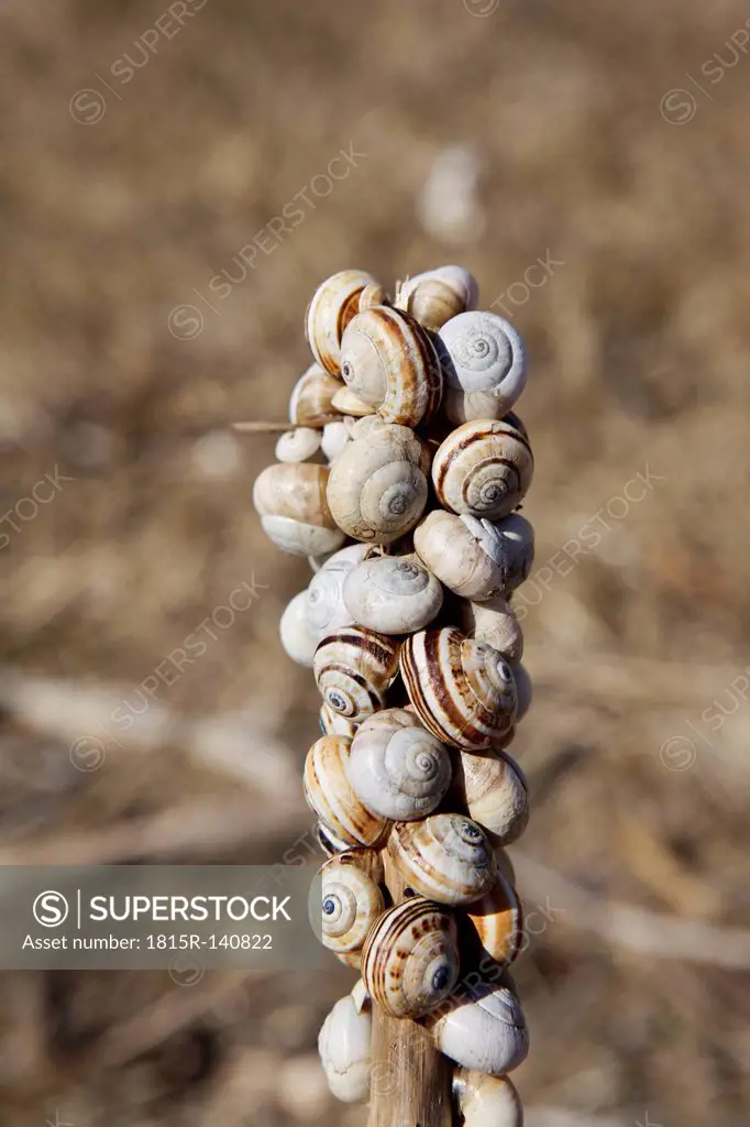 Spain, Snails on dry plants