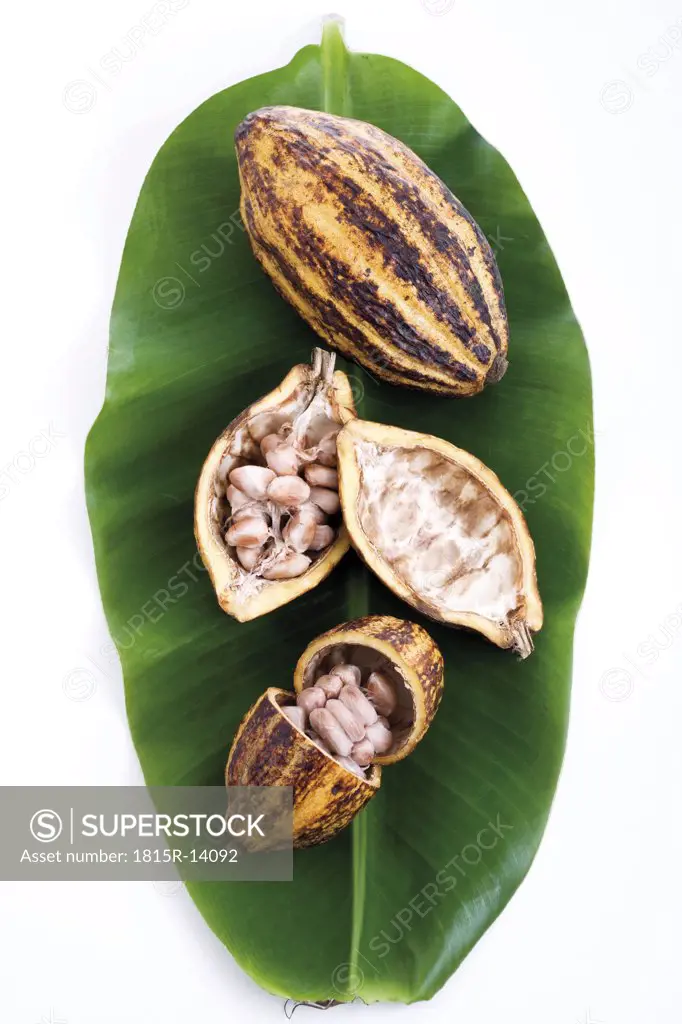 Cacao plant, husk and beans on leaf, elevated view