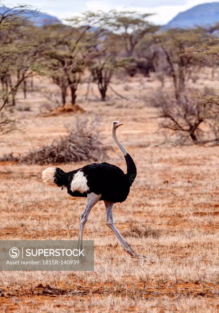 Africa,Kenya, African Ostrich in Samburu National Reserve