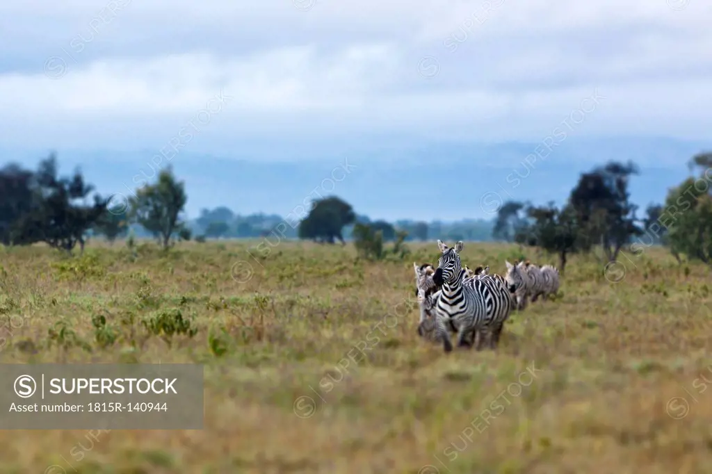 Africa,Kenya, View of Burchell's zebra at Lake Nakuru National Park