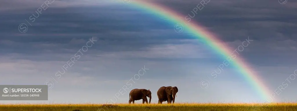 Africa,Kenya, View of African elephants in Masai Mara National Park