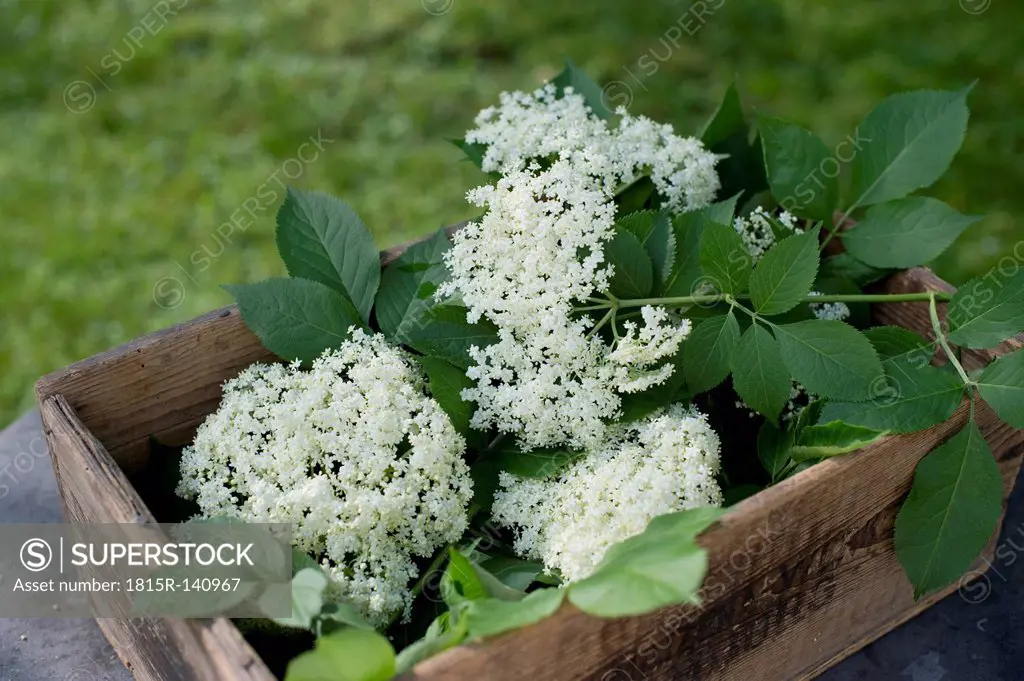 Elderflowers in wooden box, close up