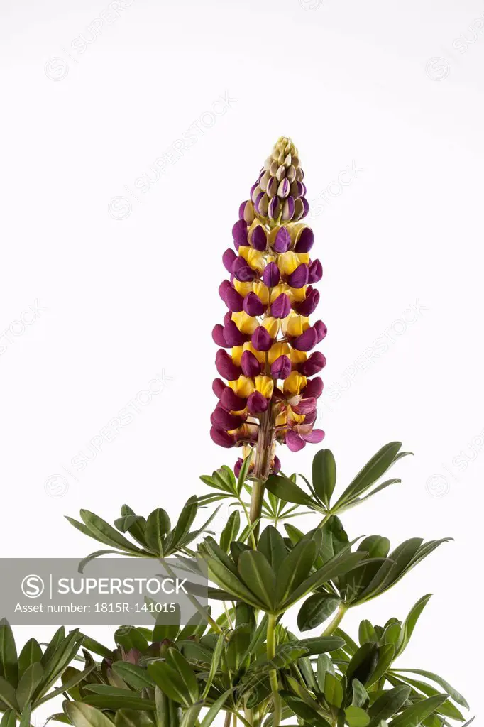 Lupine flower against white background, close up