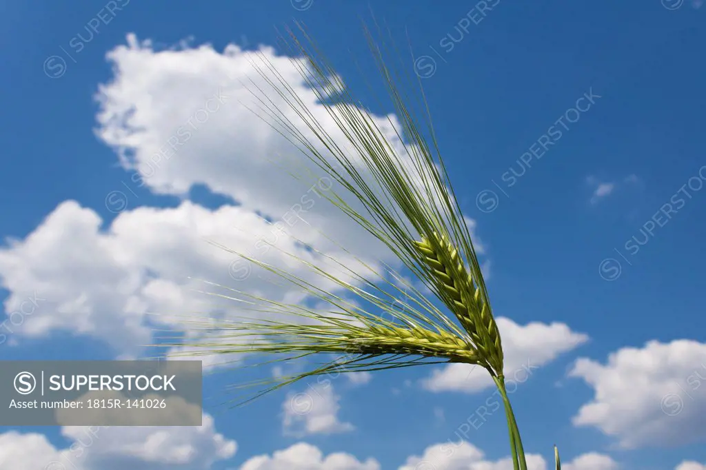 Germany, Rhineland Palatinate, Barley ears against sky, close up