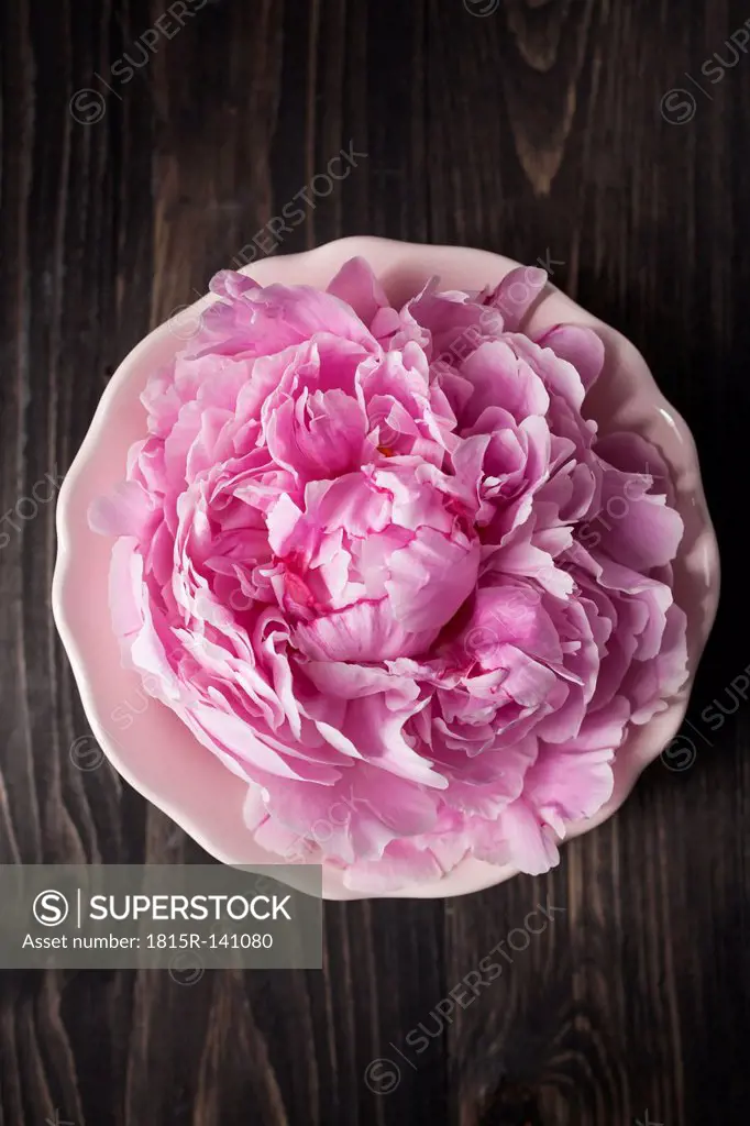 Pink peony flower in bowl, close up