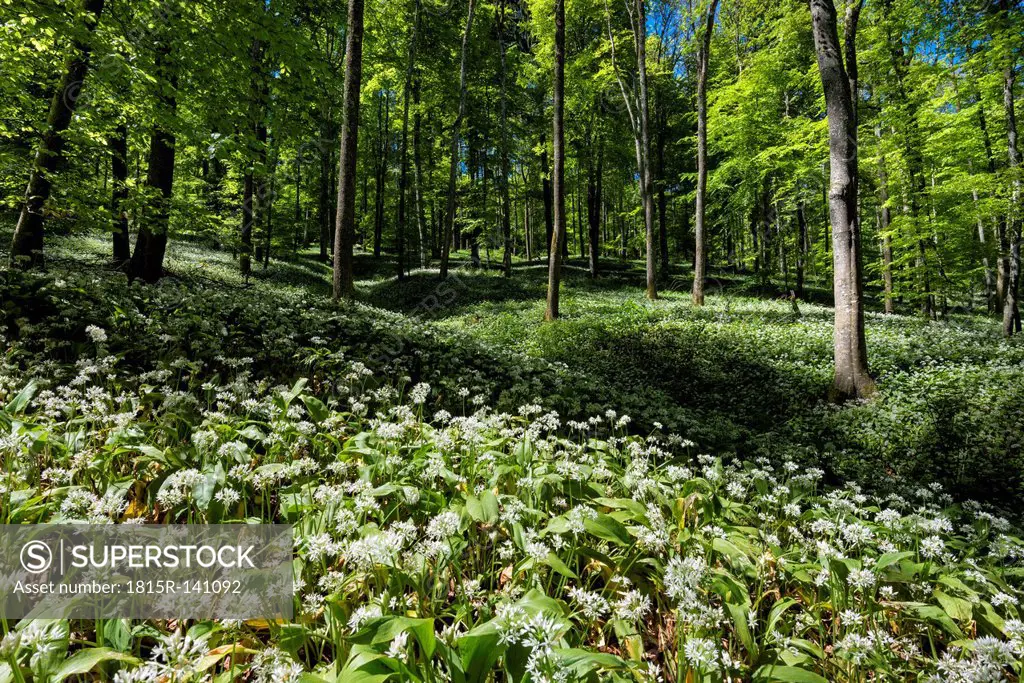 Germany, Field of wild garlic in forest