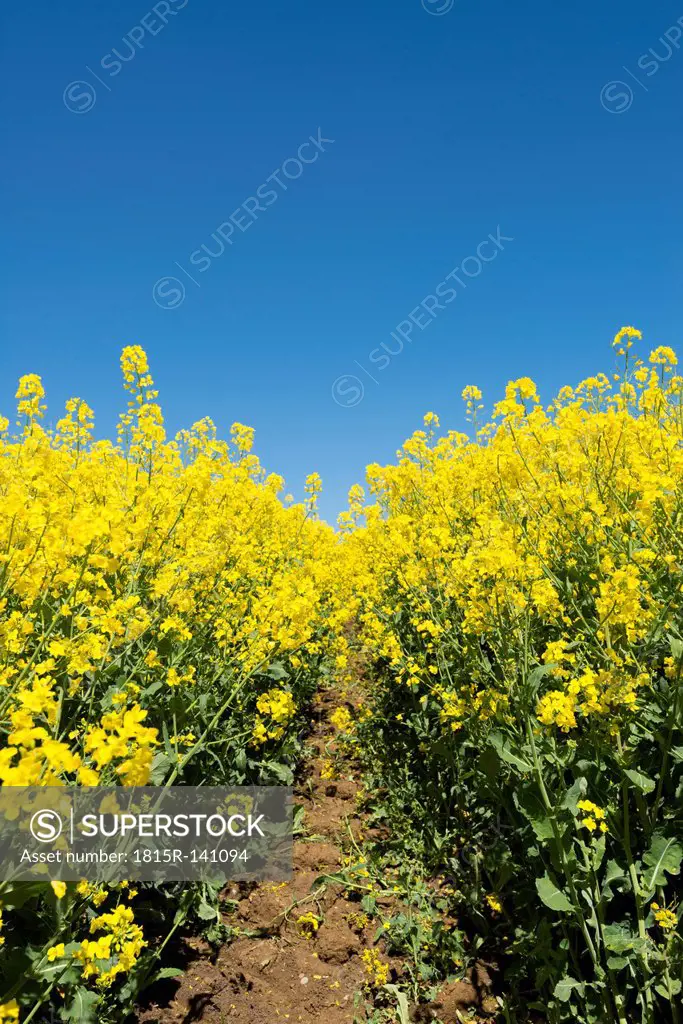 Germany, Baden Wuerttemberg, View of Yellow rape field