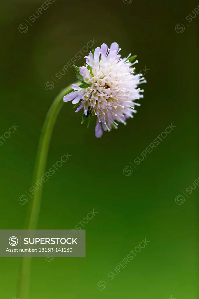 Austria, Scabious flower, close up