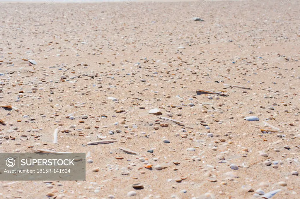 Denmark, Romo, Shells on sand at North Sea