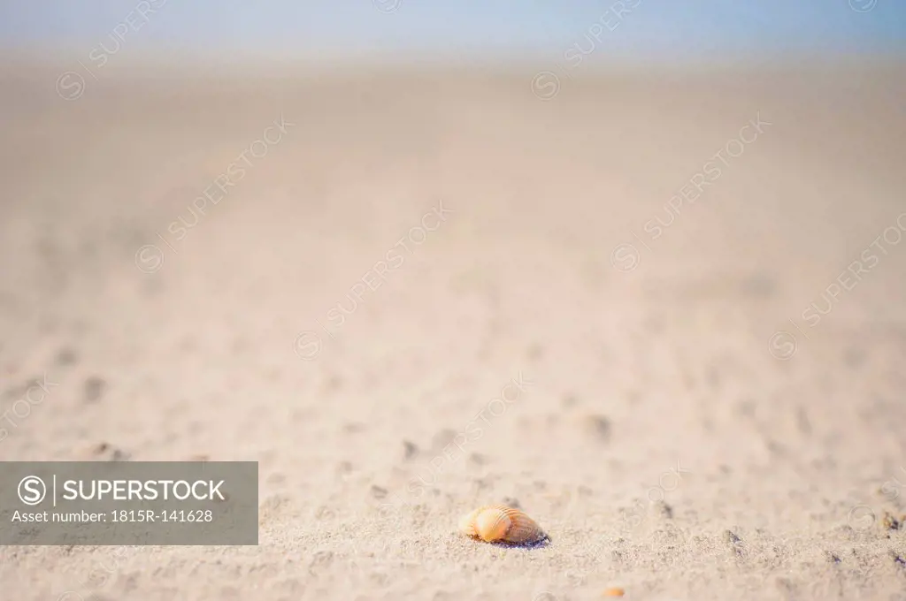 Denmark, Romo, Shell on sand at North Sea