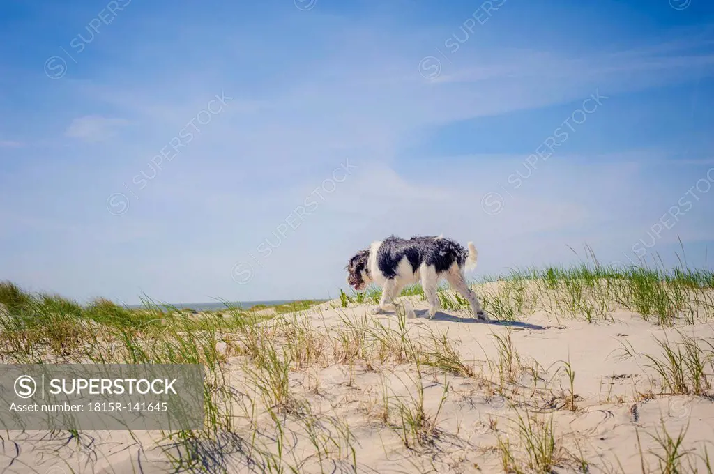 Denmark, Romo, Dog standing at North Sea