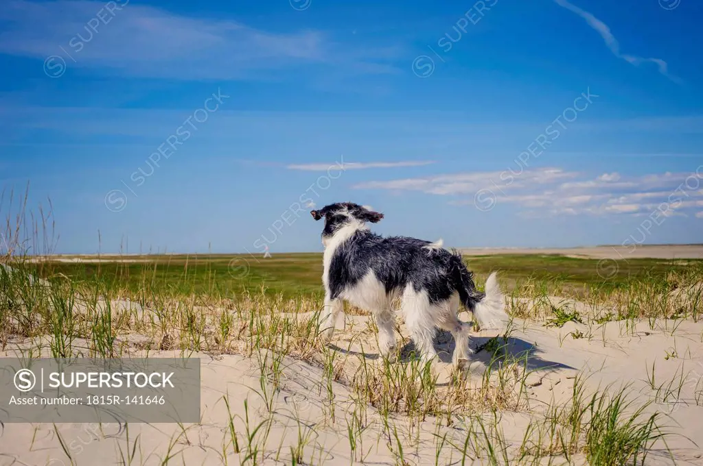 Denmark, Romo, Dog standing at North Sea