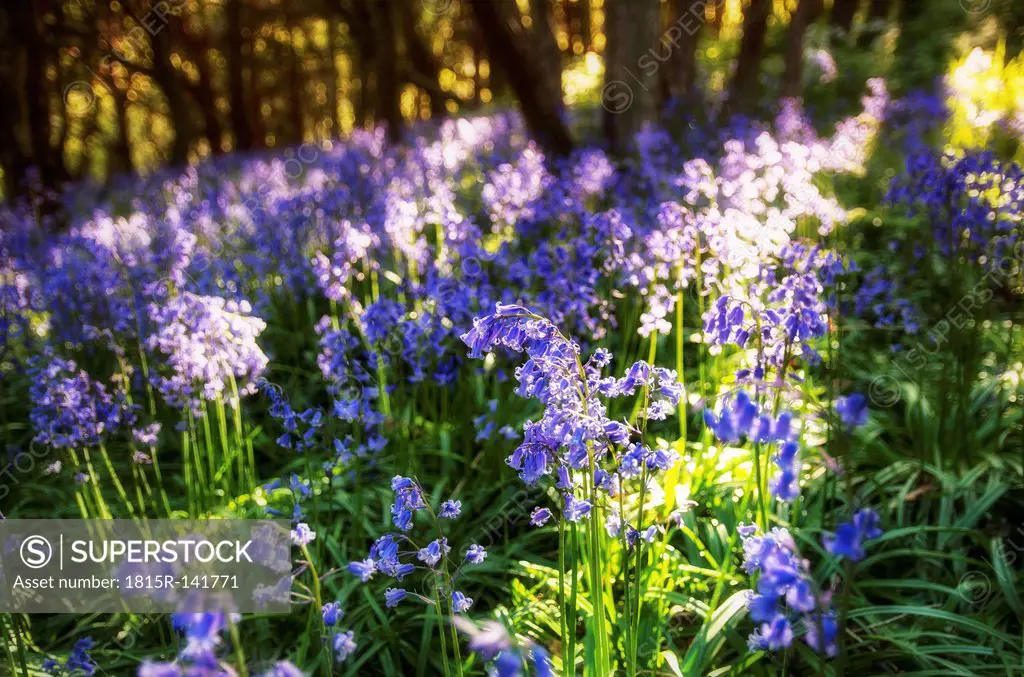Scotland, Bluebells flower