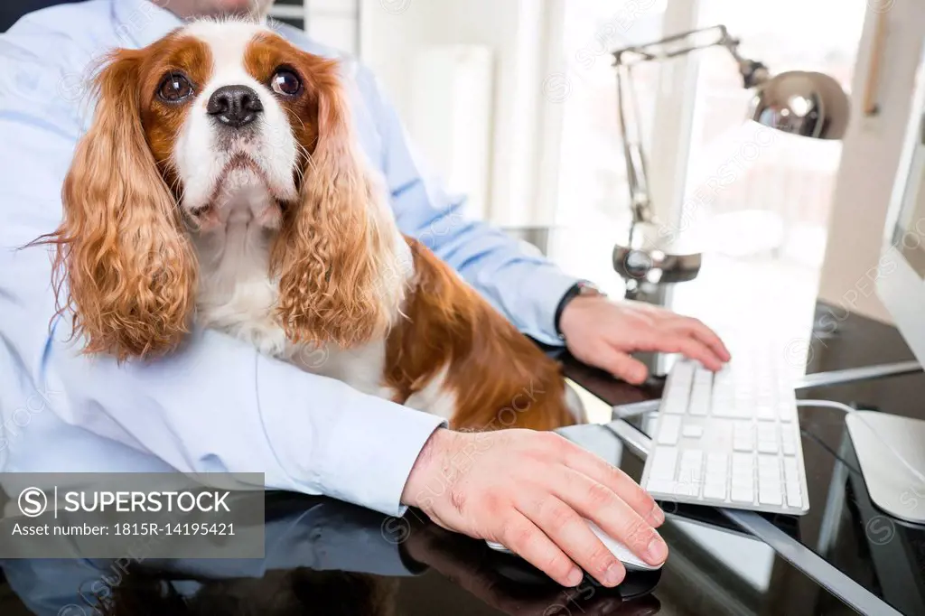 Businessman sitting at desk working with dog on his lap