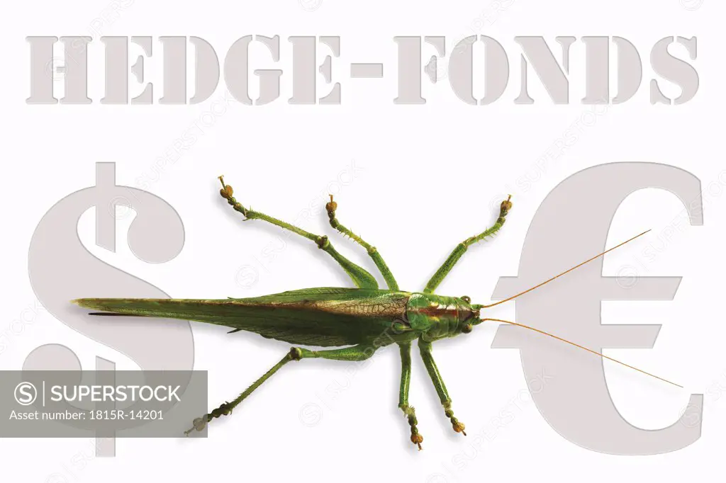Grasshopper sitting on Hedge-fonds sign, german symbol for capital criticism