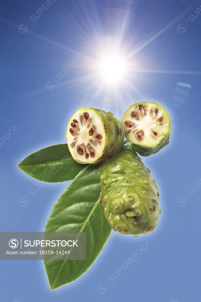 Noni fruits (Morinda Citrifolia)