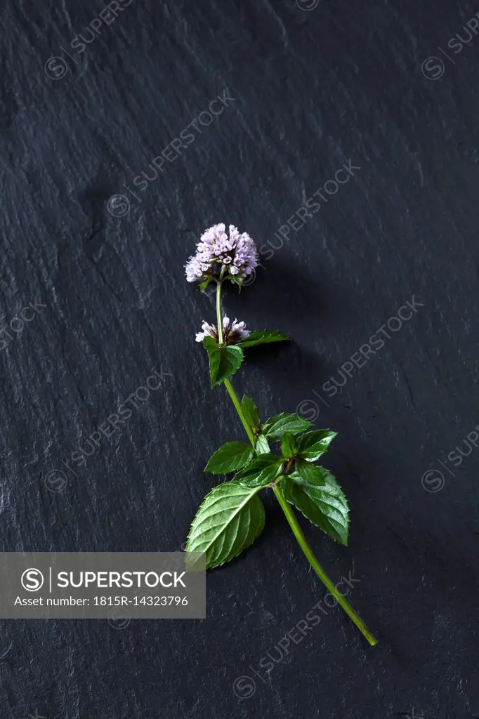 Twig of blossoming peppermint on slate