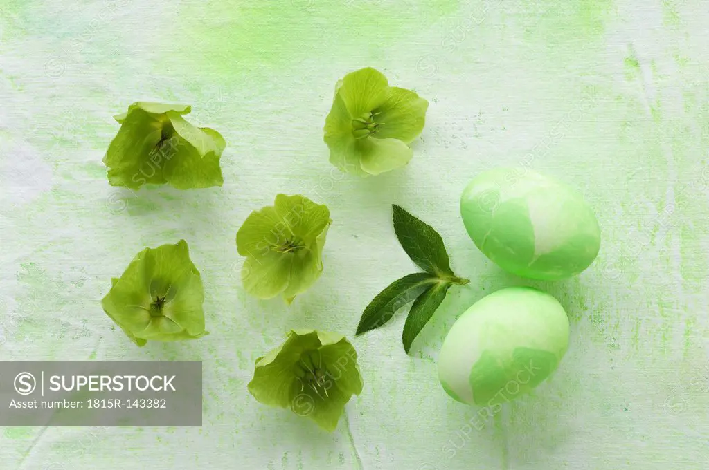 Helleborus niger flowers with easter eggs on textile, close up