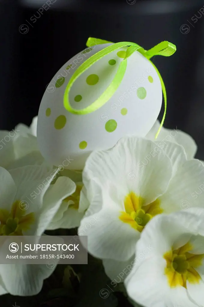 Easter egg on primrose ( Primula), studio