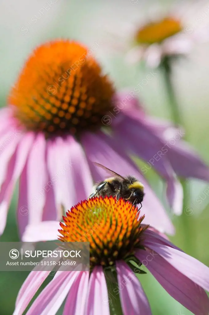 Germany, Bavaria, View of coneflower, close up