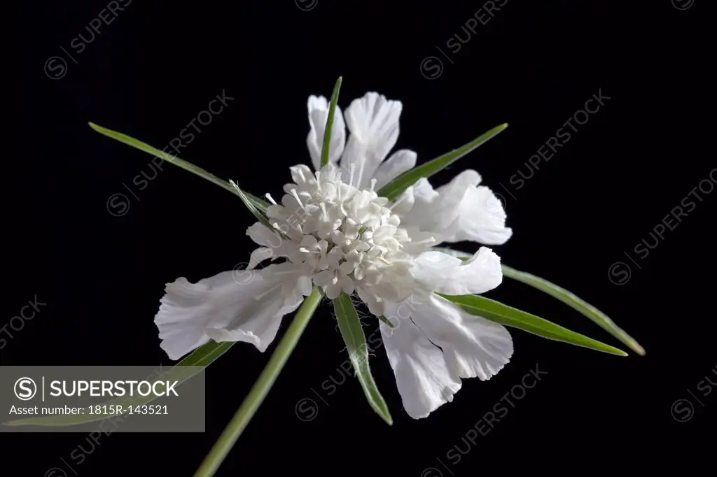 Scabiosa flowers against black background, close up