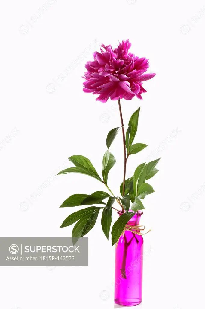Pink peony flower in flowerpot on white background, close up