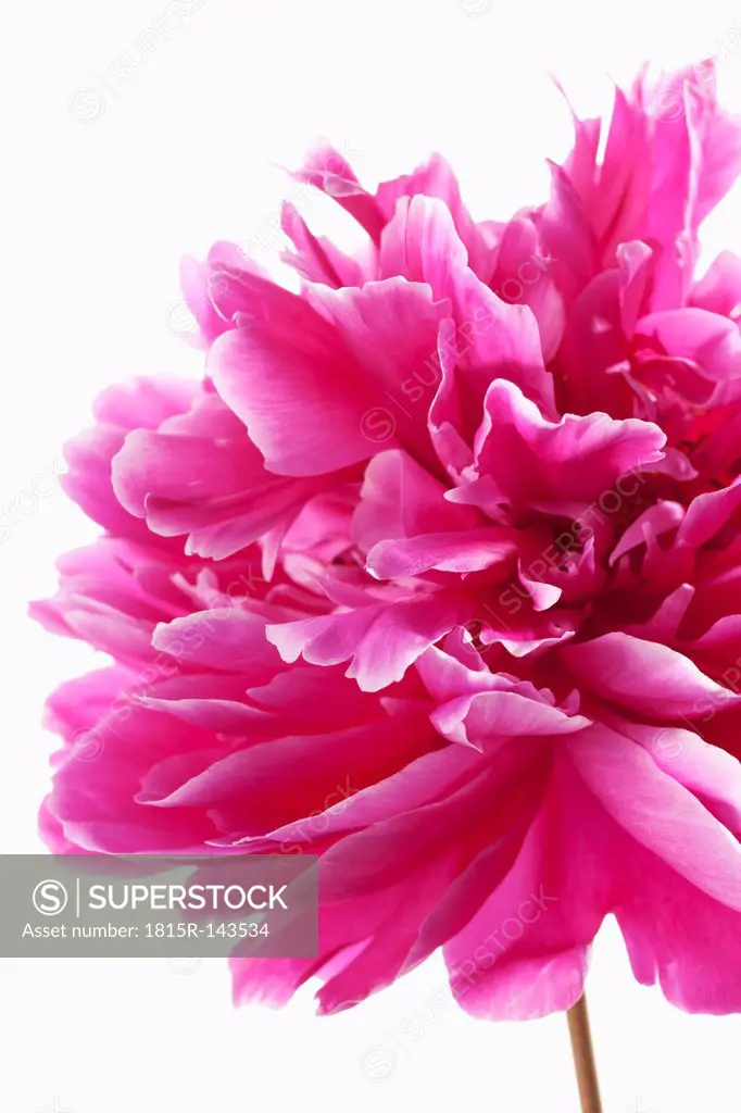 Pink peony flower against white background, close up