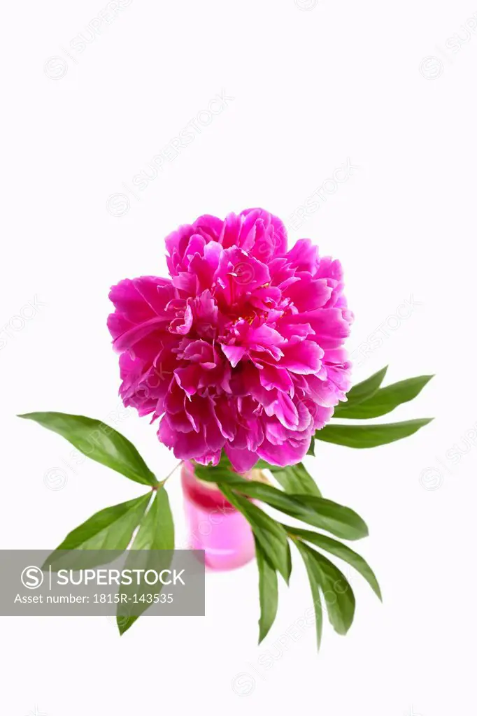 Pink peony flower in flowerpot on white background, close up