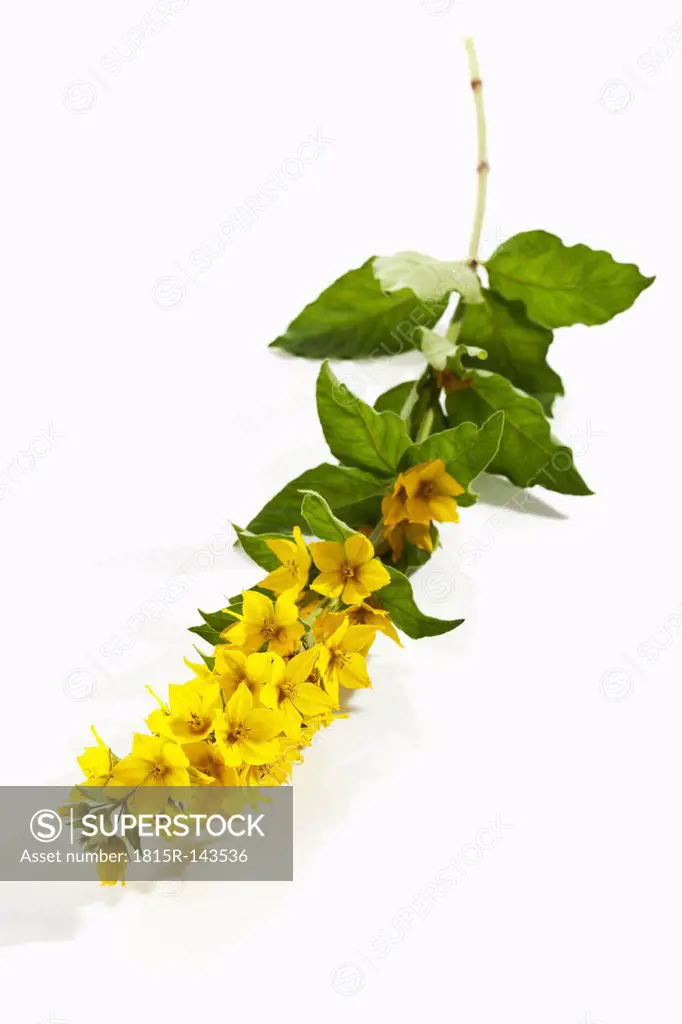 Loosestrife flowers on white background, close up