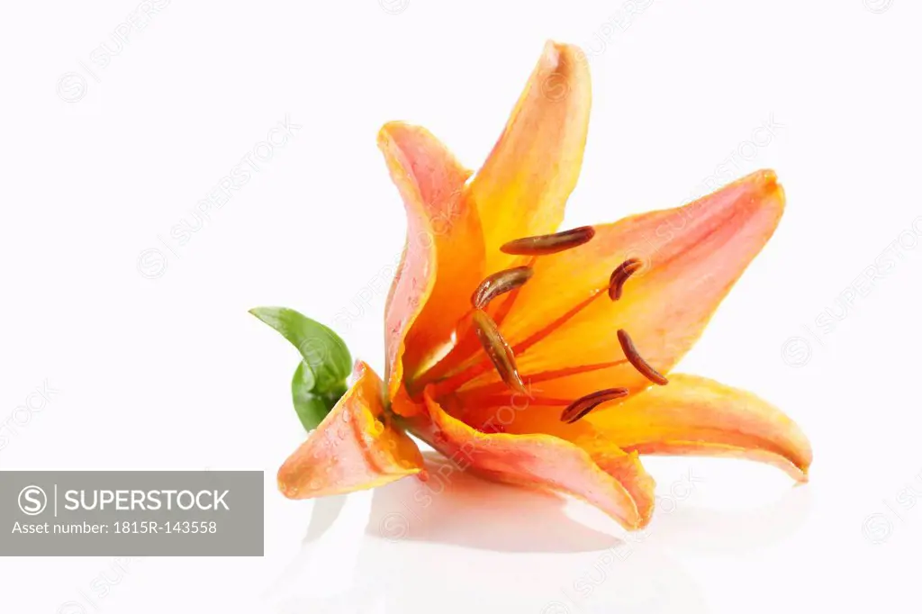 Lily flower on white background, close up