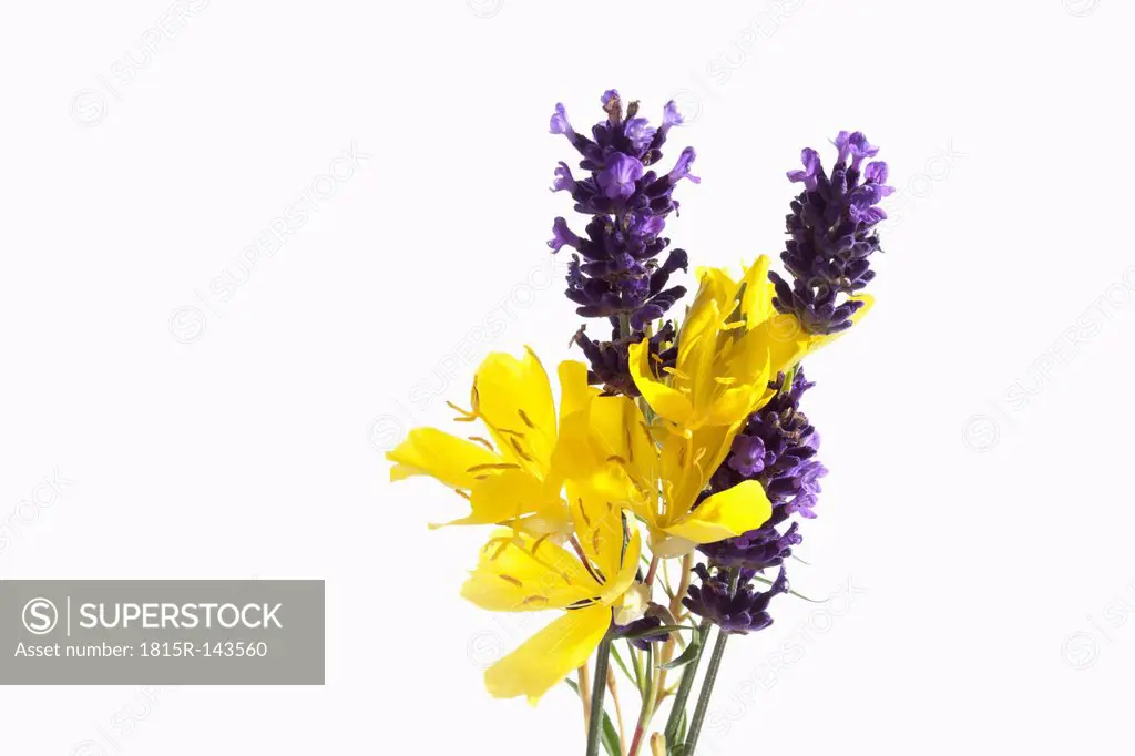 Evening primrose and lavender flowers against white background, close up