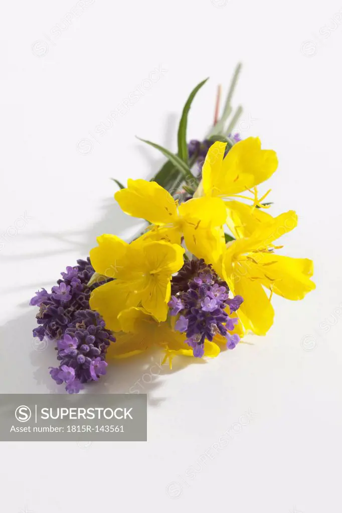 Evening primrose and lavender flowers on white background, close up