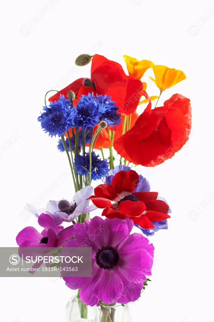 Variety of flowers against white background, close up